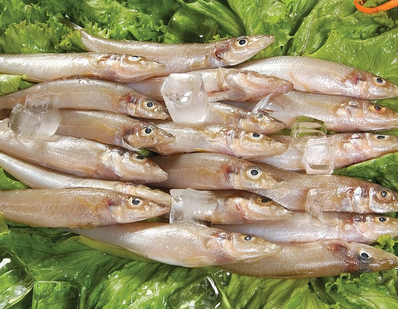 研究称吃沙丁鱼能增寿